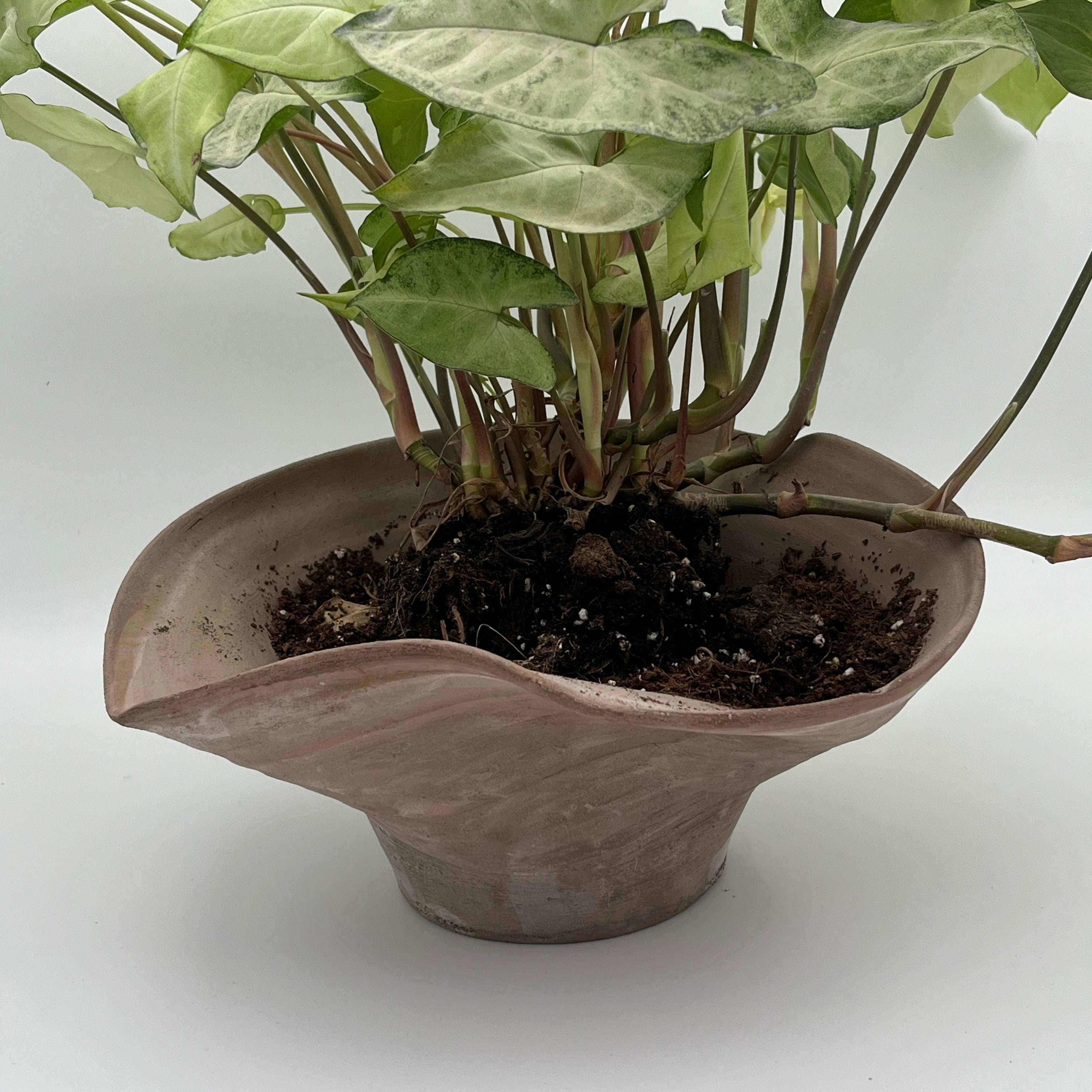 Flow Planter